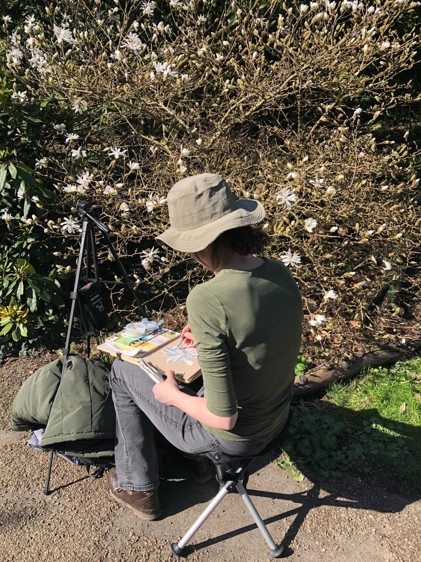 Our #sheffieldbotanicalgardens have inspired many pictures and last week artist Sarah brought her paints to the Gardens to capture the magnolia stellata as they opened in the sunshine&hellip;&hellip;&hellip;
.
.
.
.
.
.
.
#magnoliastellata #magnolias