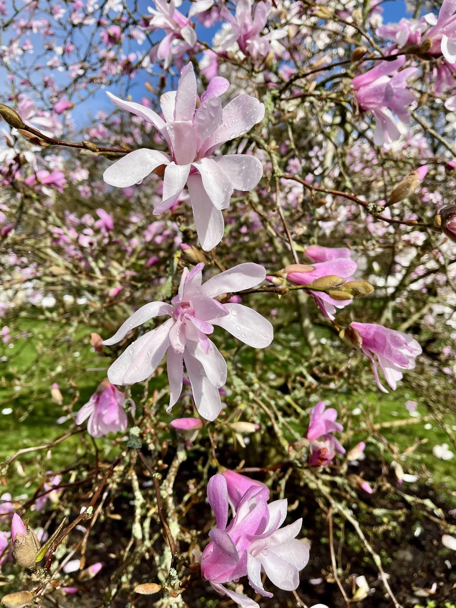 Magnolia x loebneri &nbsp;‘Leonard Messel'