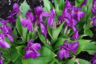 Vibrant Summer Perennials