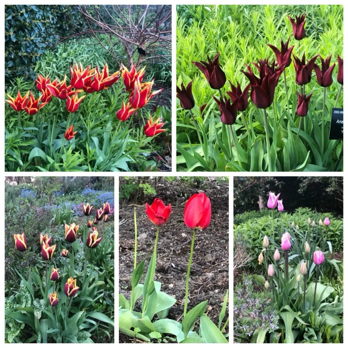 Tulip time in #sheffieldbotanicalgardens 
.
.
.
.
.
.
#tuliptime #tulipseason #tulips #springflowers