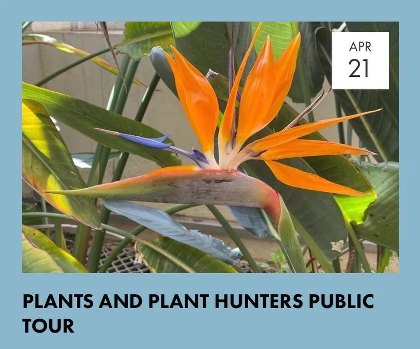 Coming up tomorrow - Tuesday 21 April at 1.00pm - our next Public Tour of #sheffieldbotanicalgardens is &lsquo;Plants and Plant Hunters&rsquo;&hellip;&hellip;.

Join us for this one hour guided tour and hear stories about the intrepid plant hunters w