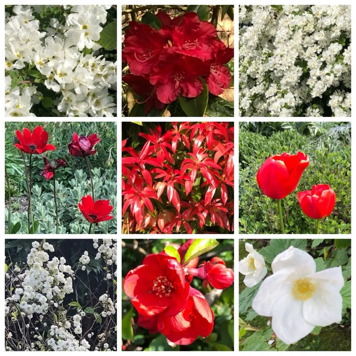 Happy St George&rsquo;s Day&hellip;&hellip;&hellip;
.
.
.
.
.
.
.
#stgeorgesday #redandwhite #april23rd #colourinthegarden #patronsaintofengland
