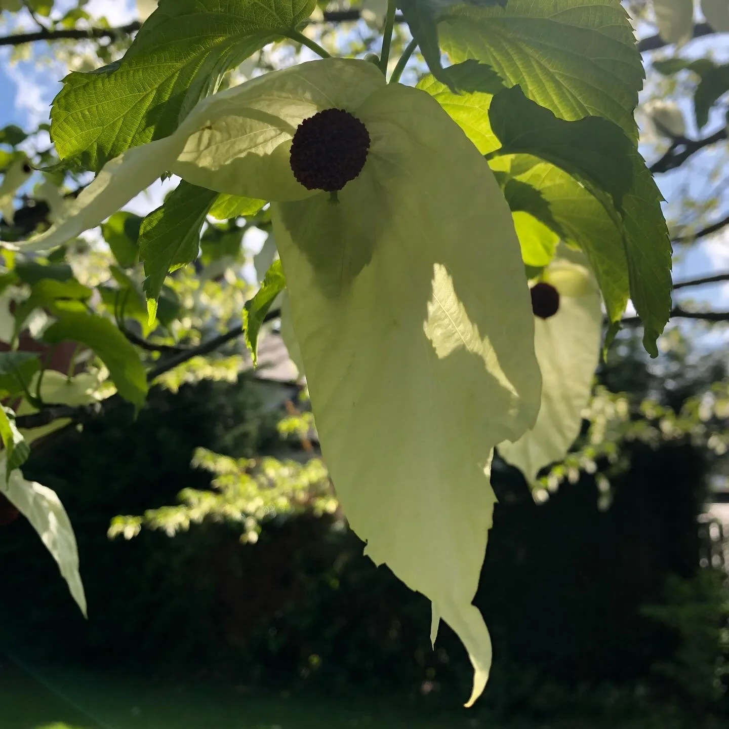 If you are visiting #sheffieldbotanicalgardens it&rsquo;s worth taking a detour to see the Handkerchief Tree currently in full bloom in the Marnock Garden

Its official name is Davidia involucrata and its white bracts really resemble handkerchiefs at