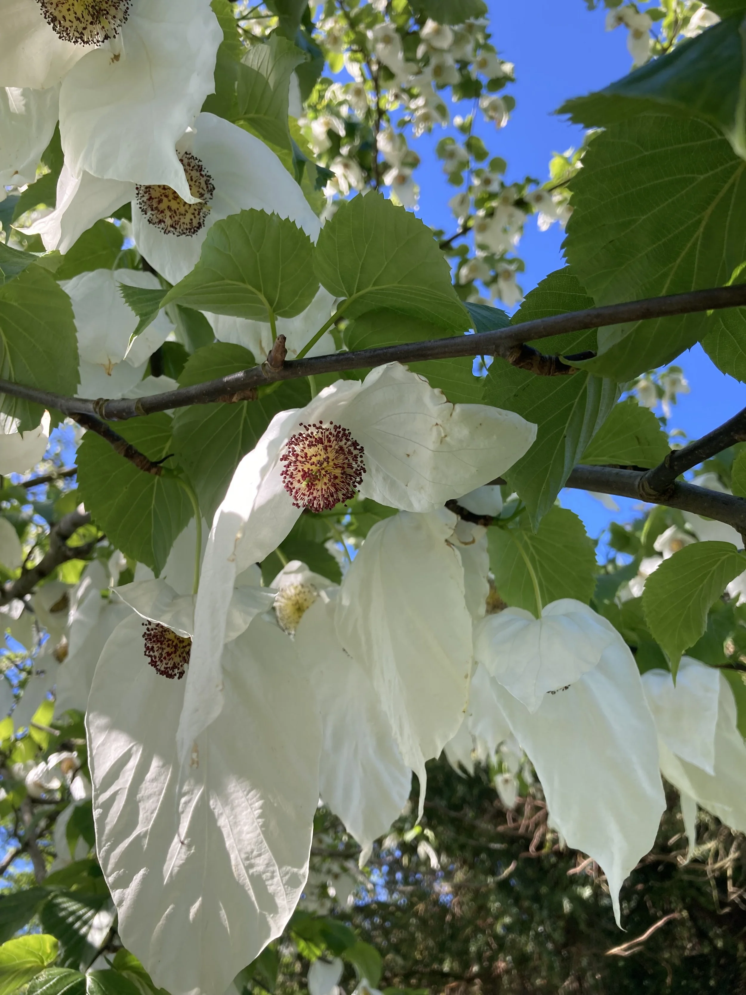 Davidia involucrata