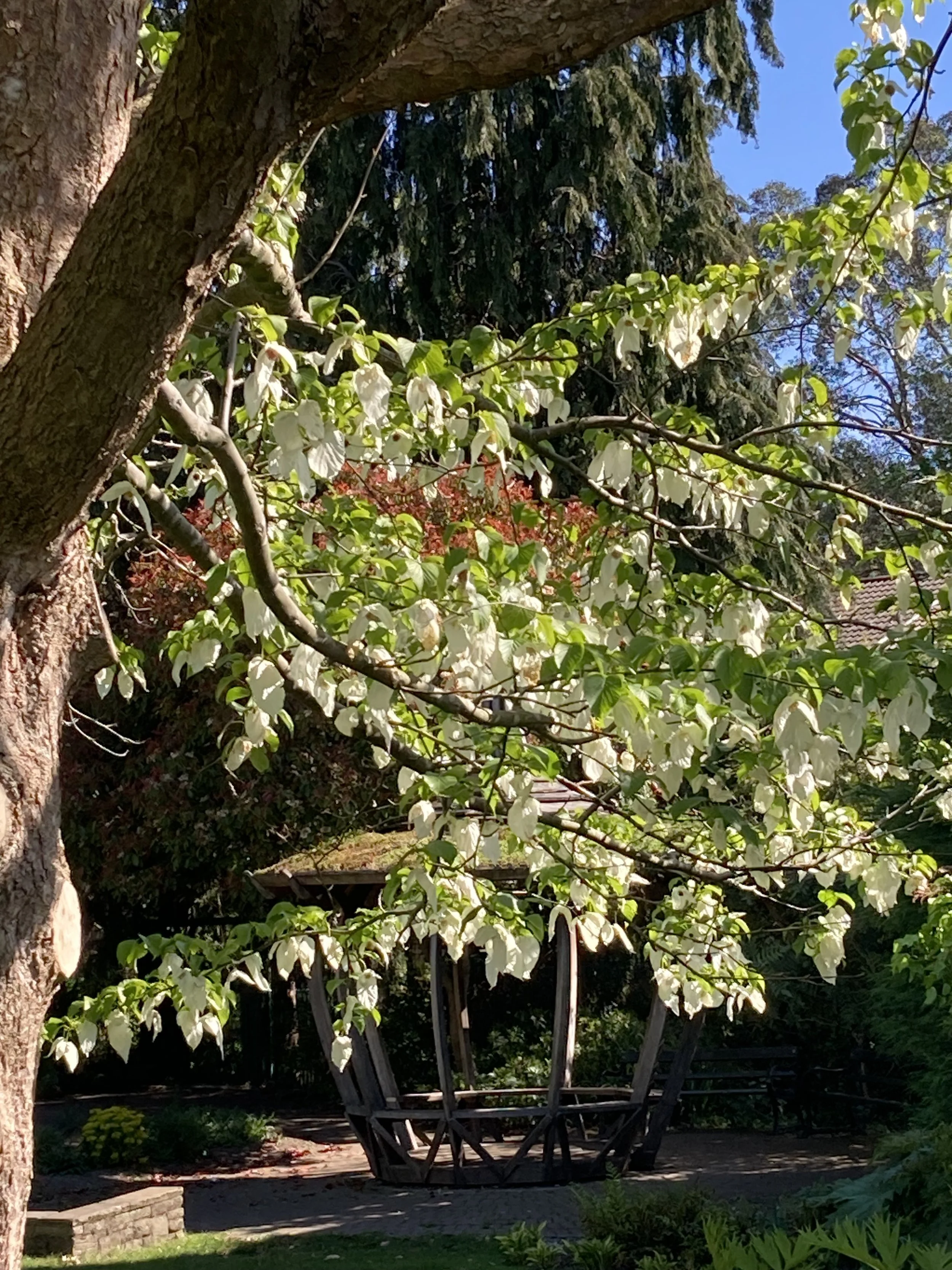Davidia_involucrata1.jpeg