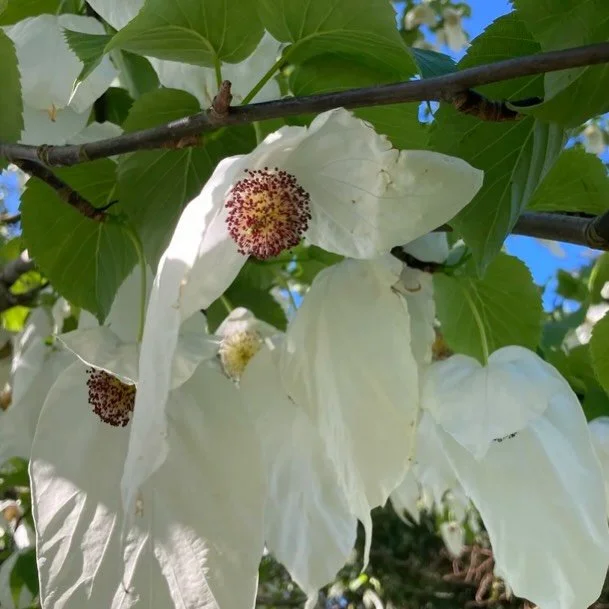 No apologies for featuring this very special tree for a second time&hellip;&hellip;..

Sheffield Botanical Gardens has two fine specimens of Davidia Involucrata or the Handerchief Tree and they are featured as our #plantofthemonth for May.

You can f