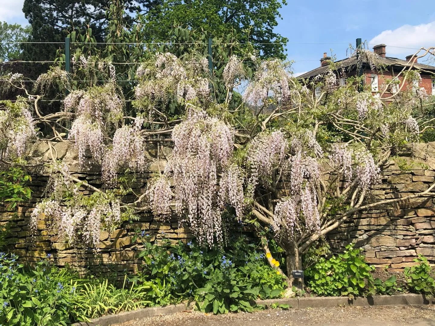 Blooming white wisteria in the Marnock Garden in #sheffieldbotanicalgardens&hellip;&hellip;.just behind the lovely crab apple we featured earlier this week
.
.
.
.
.
.
#wisteria #wisteriahysteria #ourfaveplaces #theoutdoorcity