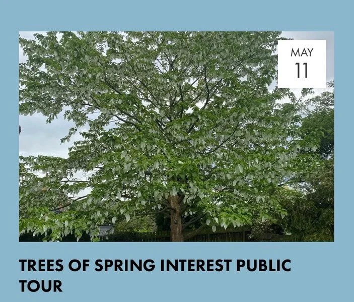 Our Tour and Talk in #sheffieldbotanicalgardens taking place tomorrow (Monday) evening:

* Trees of Spring Interest Public Tour at 6.00pm is a guided tour lasting c 1 hour and looks at some of the trees in the Gardens and what makes them special in s