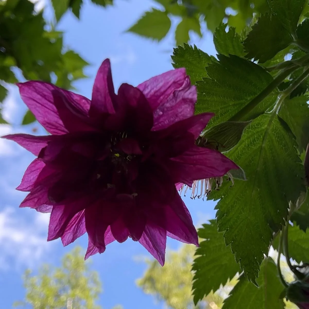 On a cool but bright Monday evening, @fobsheffield tree expert Simon led our &acute;Trees of Spring Interest&rsquo; public tour.

The group enjoyed a tour through #sheffieldbotanicalgardens, where the rhododendrons were in full bloom and were introdu