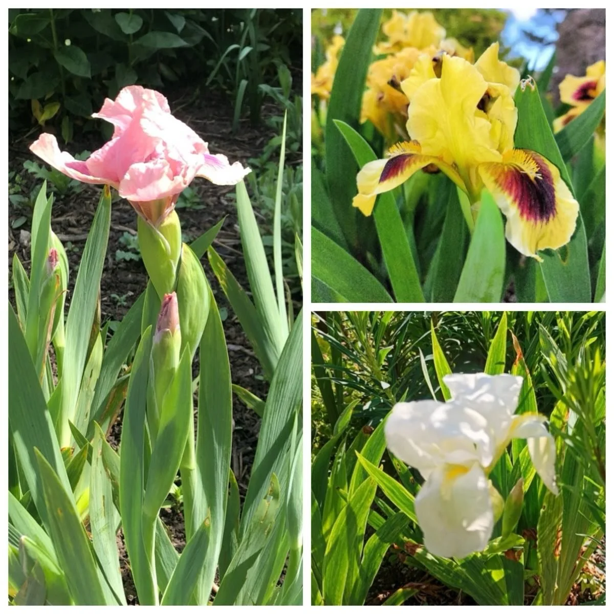 Just some of the lovely irises currently showing off their many colours in #sheffieldbotanicalgardens 

Thanks to Judith (@mercury.cards) for the photo of yellow dwarf iris Pogo and to Peter (@sheffbotprop) for the white iris Albicans.  Afraid the pi