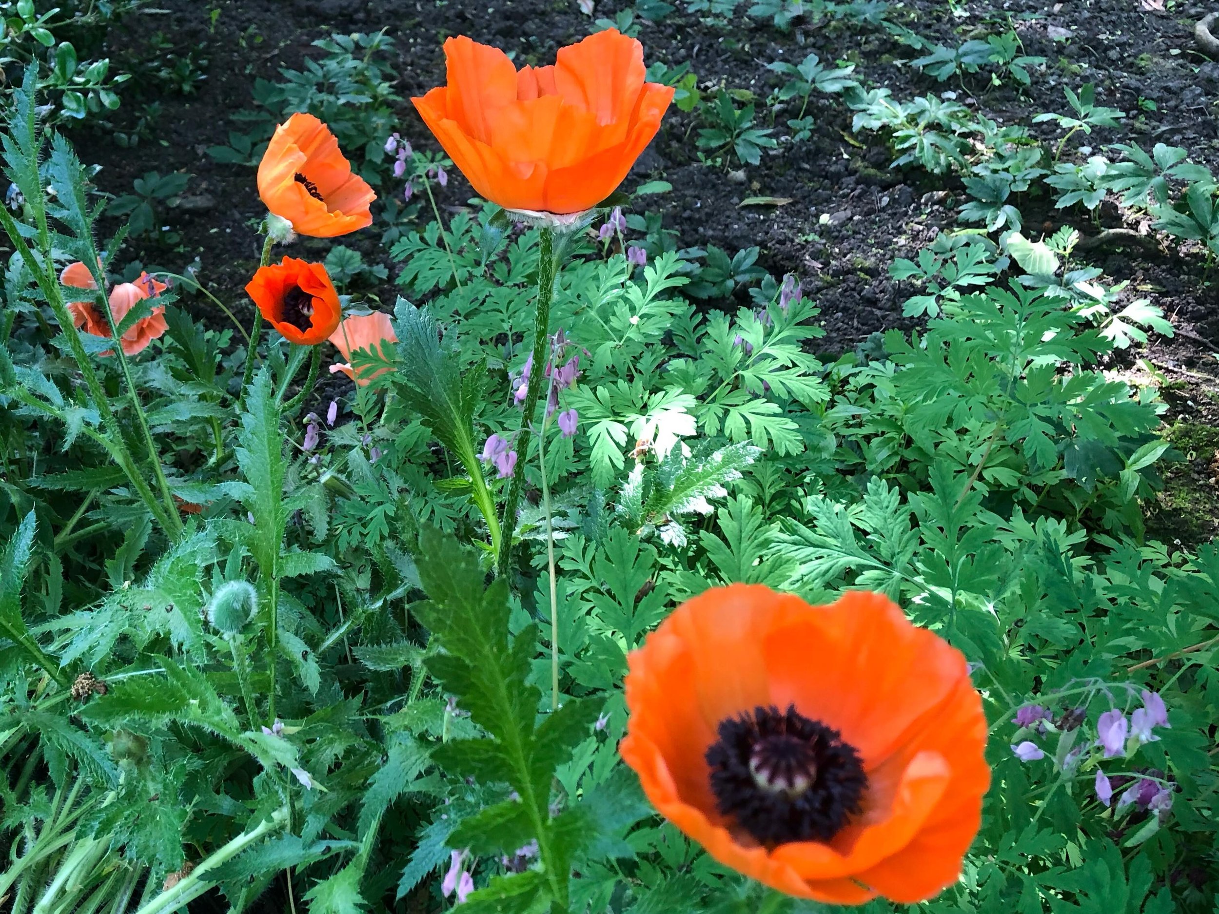 Poppies and paeonies popping up and popping out in #sheffieldbotanicalgardens&hellip;&hellip;.
.
.
.
.
.
.
#poppies #paeonies #gardencolour #theoutdoorcity