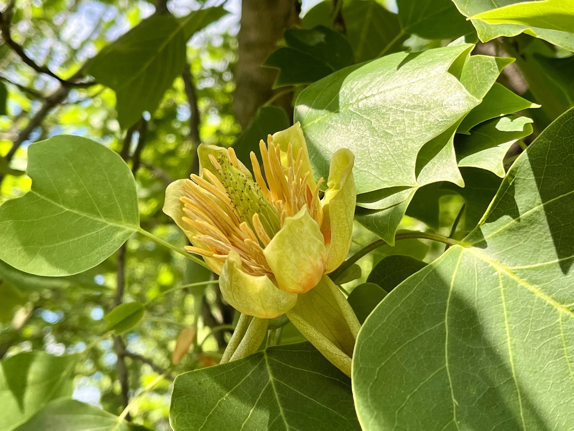 Liriodendron tulipifera