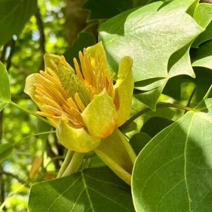 It&rsquo;s June 1st, the official first day of (meteorological) summer - and we celebrate its arrival with the Tulip Tree as our #plantofthemonth.

Liriodendron tulipifera, commonly called the &lsquo;tulip tree&rsquo; because of the shape of its flow
