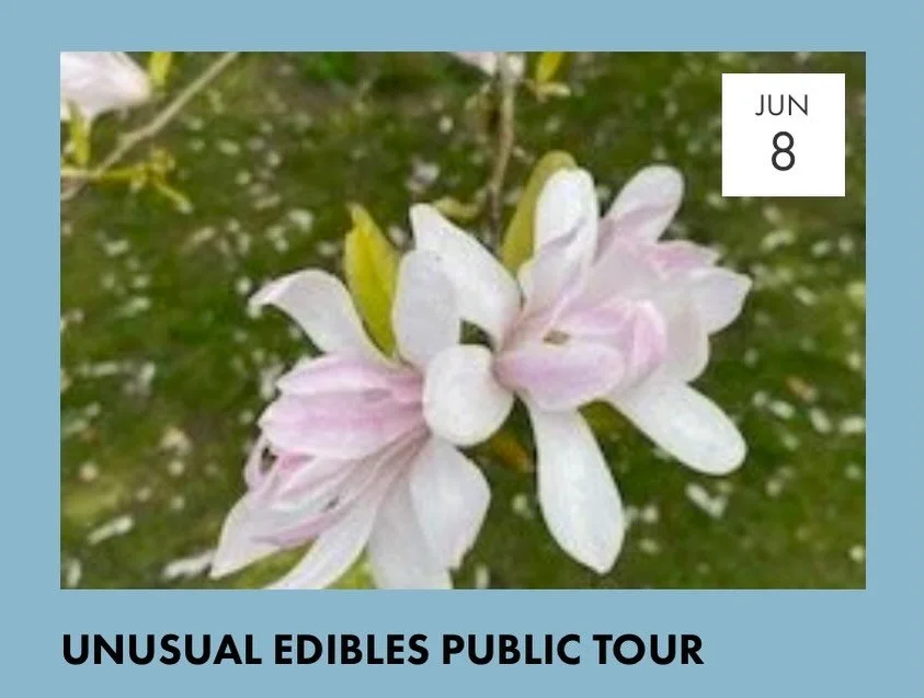 Hoping the weather will stay fine for our hour-long guided &lsquo;Unusual Edibles&rsquo; Public Tour at 6.00pm tomorrow (Monday 8 June) evening.

&lsquo;Unusual Edibles&rsquo; offers a glimpse into the diversity of what we can eat beyond common fruit