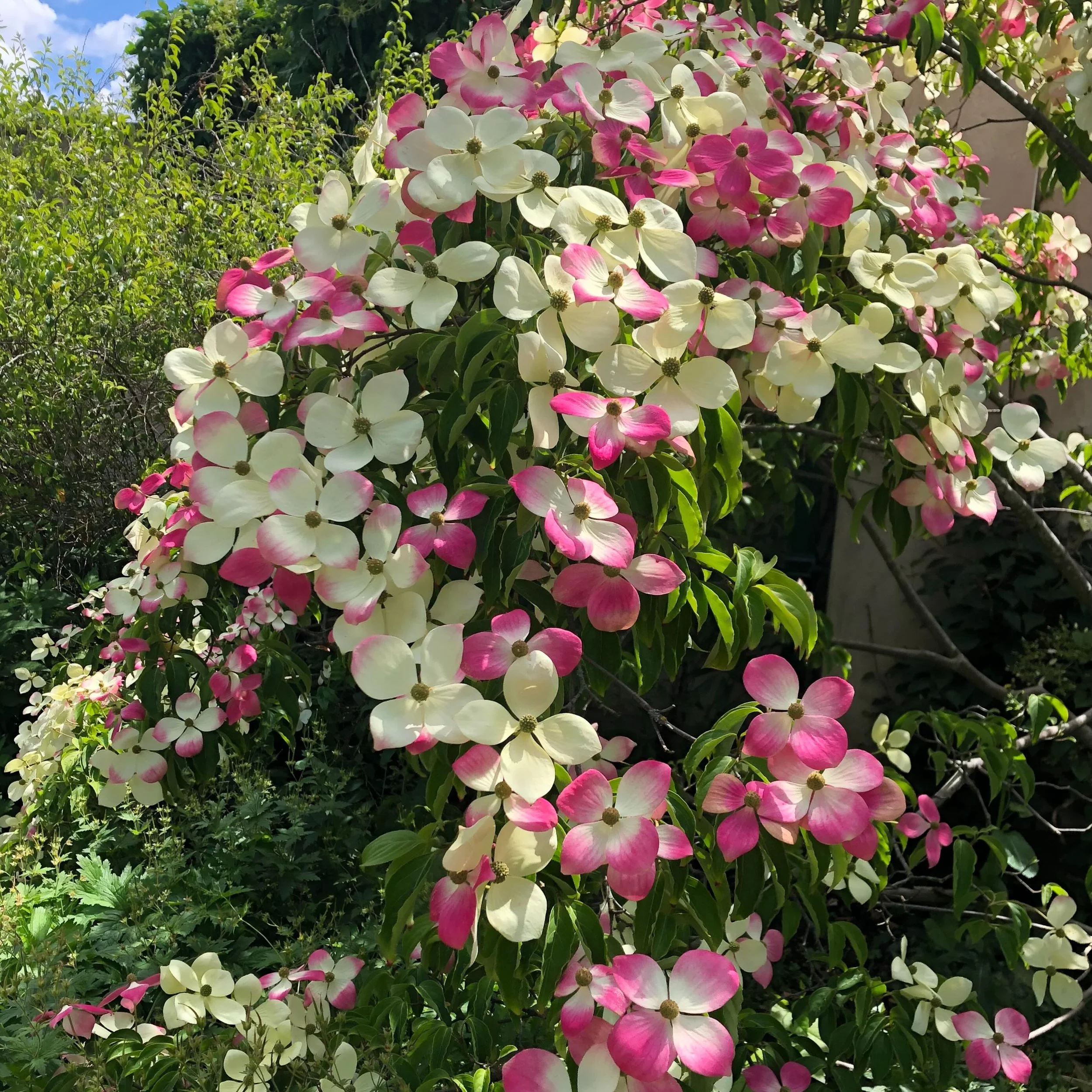 Isn&rsquo;t this beautiful&hellip;&hellip;..?

Cornus Norman Hadden in the Four Seasons Garden (behind the glass pavilions) in #sheffieldbotanicalgardens - well worth a detour as the beds here showcase plants which are at their peak at different time