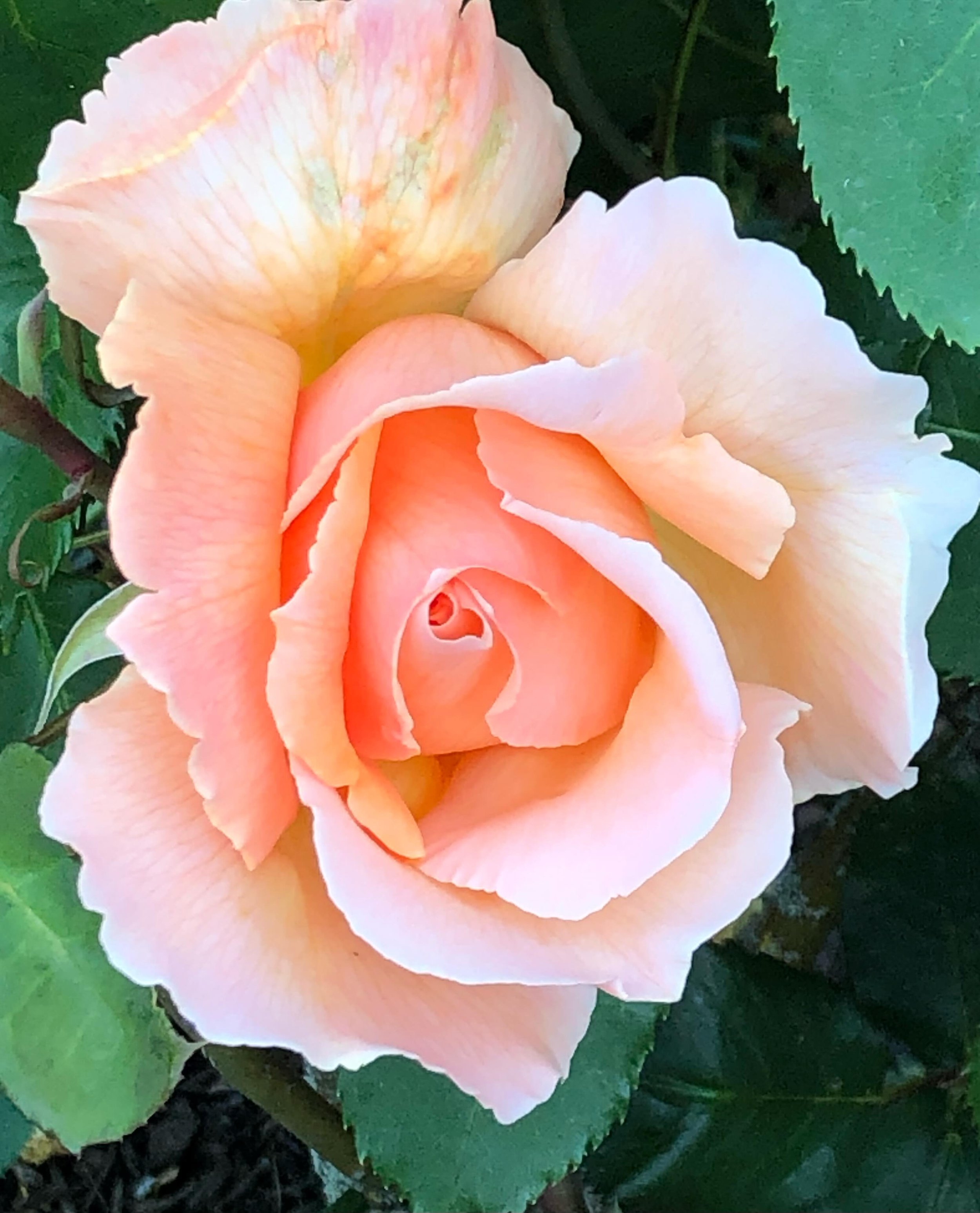 The roses in the Rose Garden in #sheffieldbotanicalgardens were looking particularly pretty on Monday evening - hope they&rsquo;re still looking good after yesterday&rsquo;s downpour&hellip;&hellip;.
.
.
.
.
.
,
#roses #rosegarden #summerroses #roses