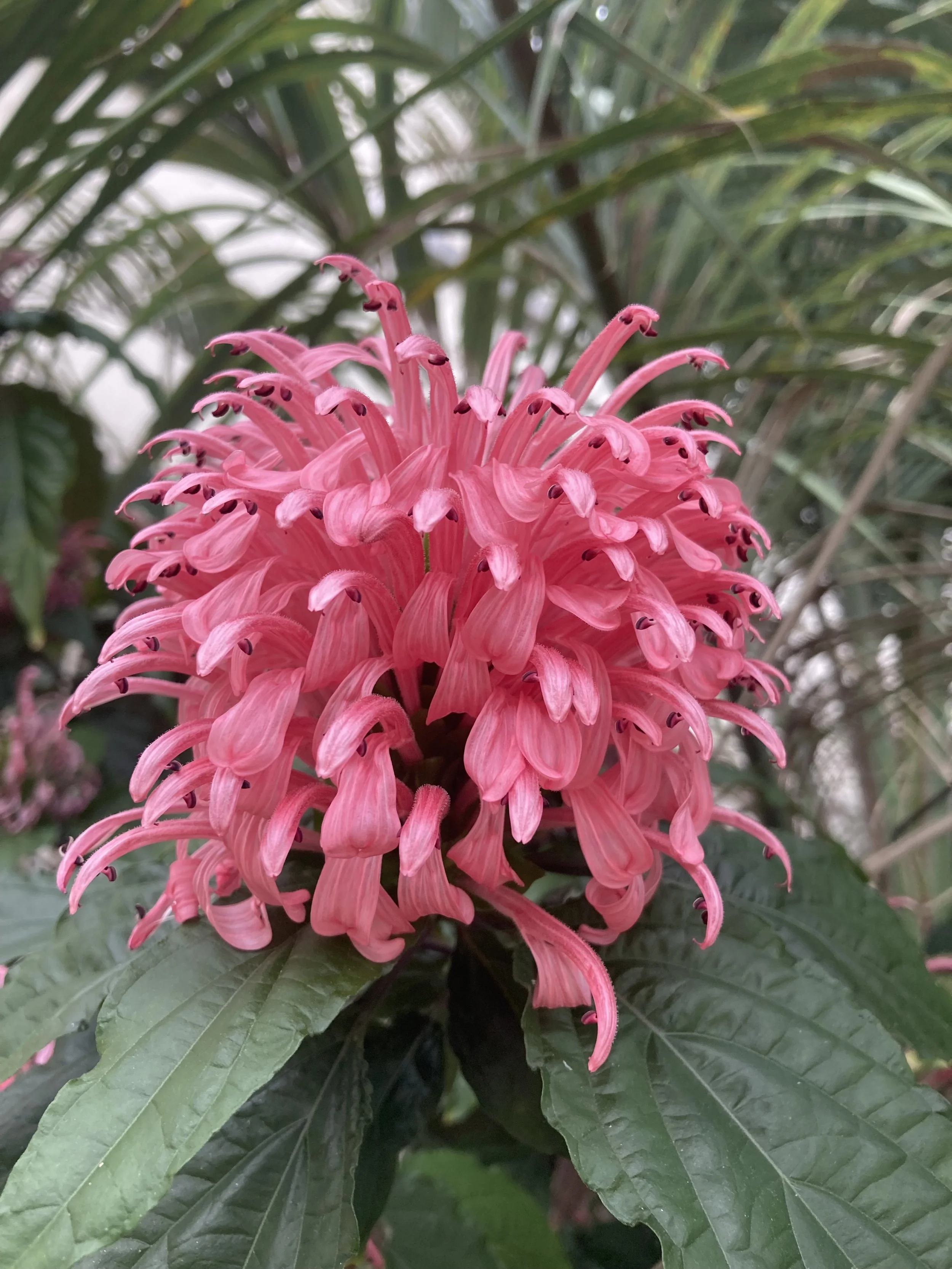 Justicia carnea