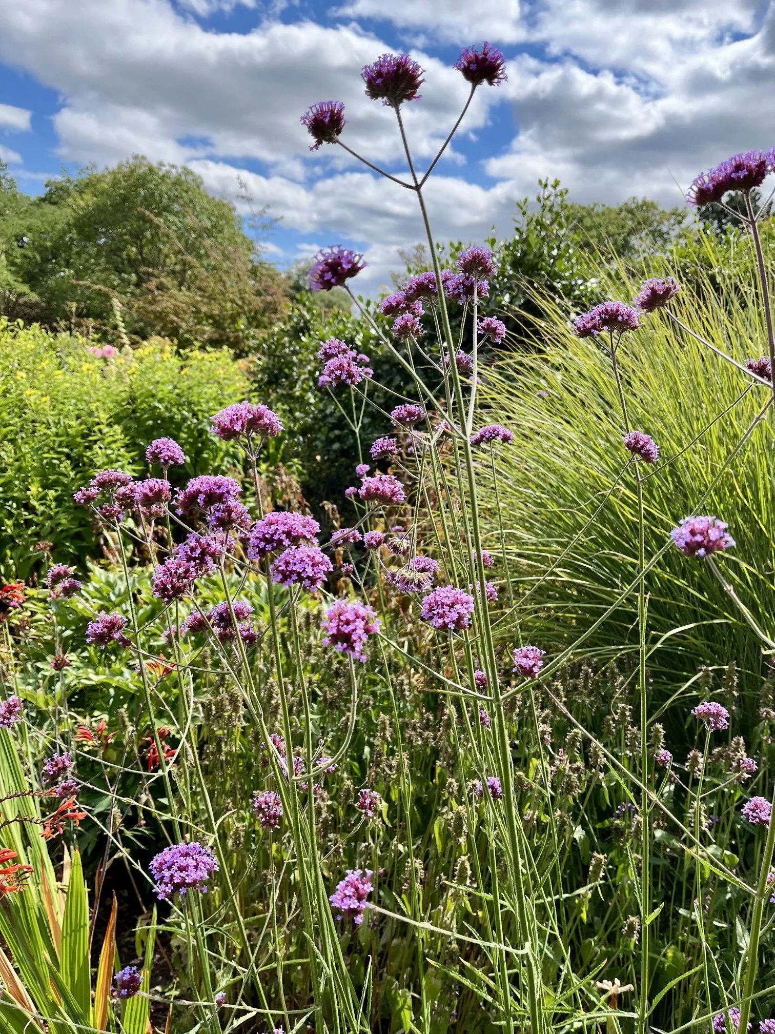 Verbena bonariensis
