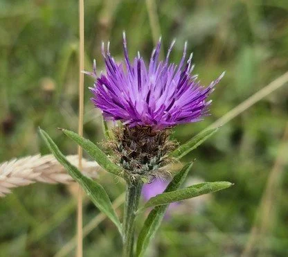 The Amazing World of Plants