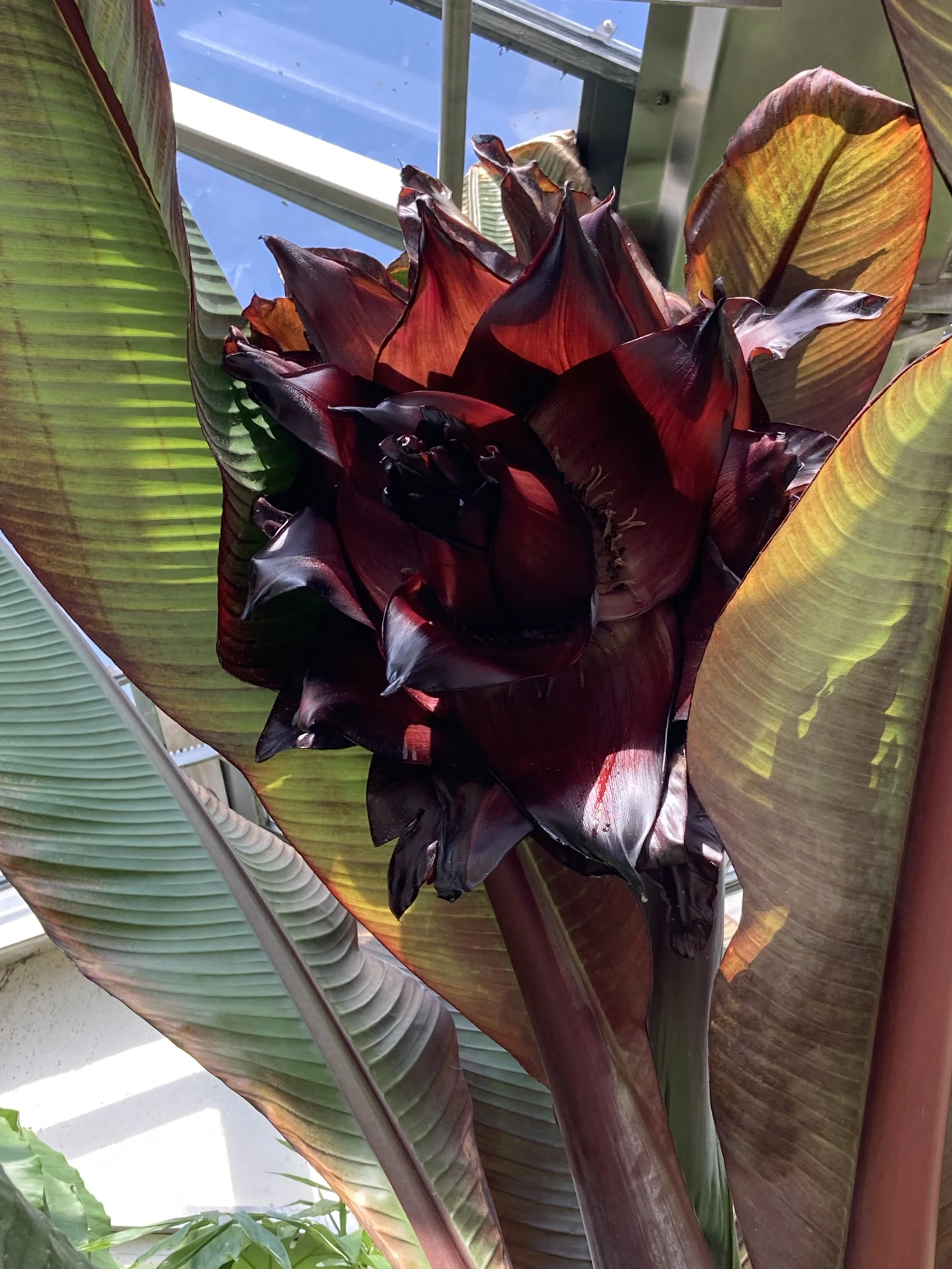 Ensete ventricosum&nbsp;‘Maurelii’