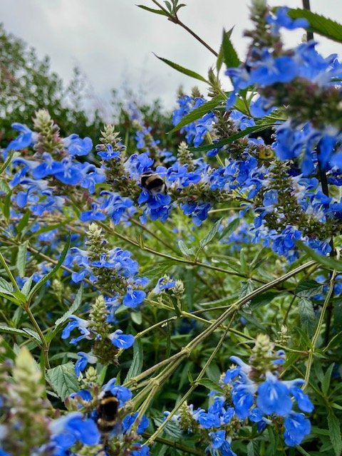Salvia uliginosa-2.jpeg