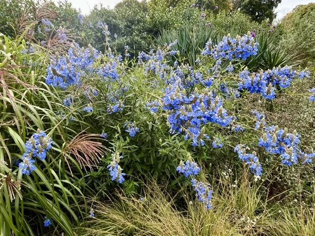 Salvia uliginosa-3.jpeg