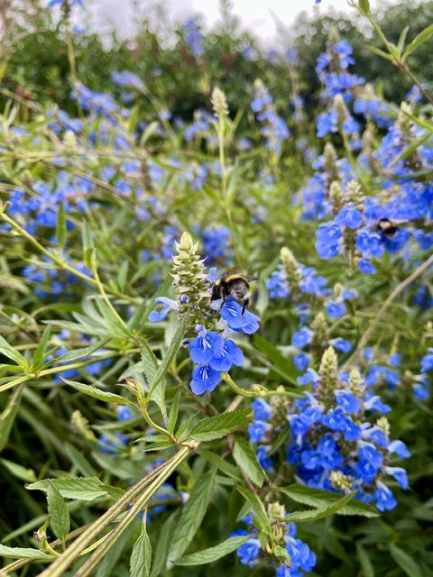 Salvia uliginosa-1.jpeg