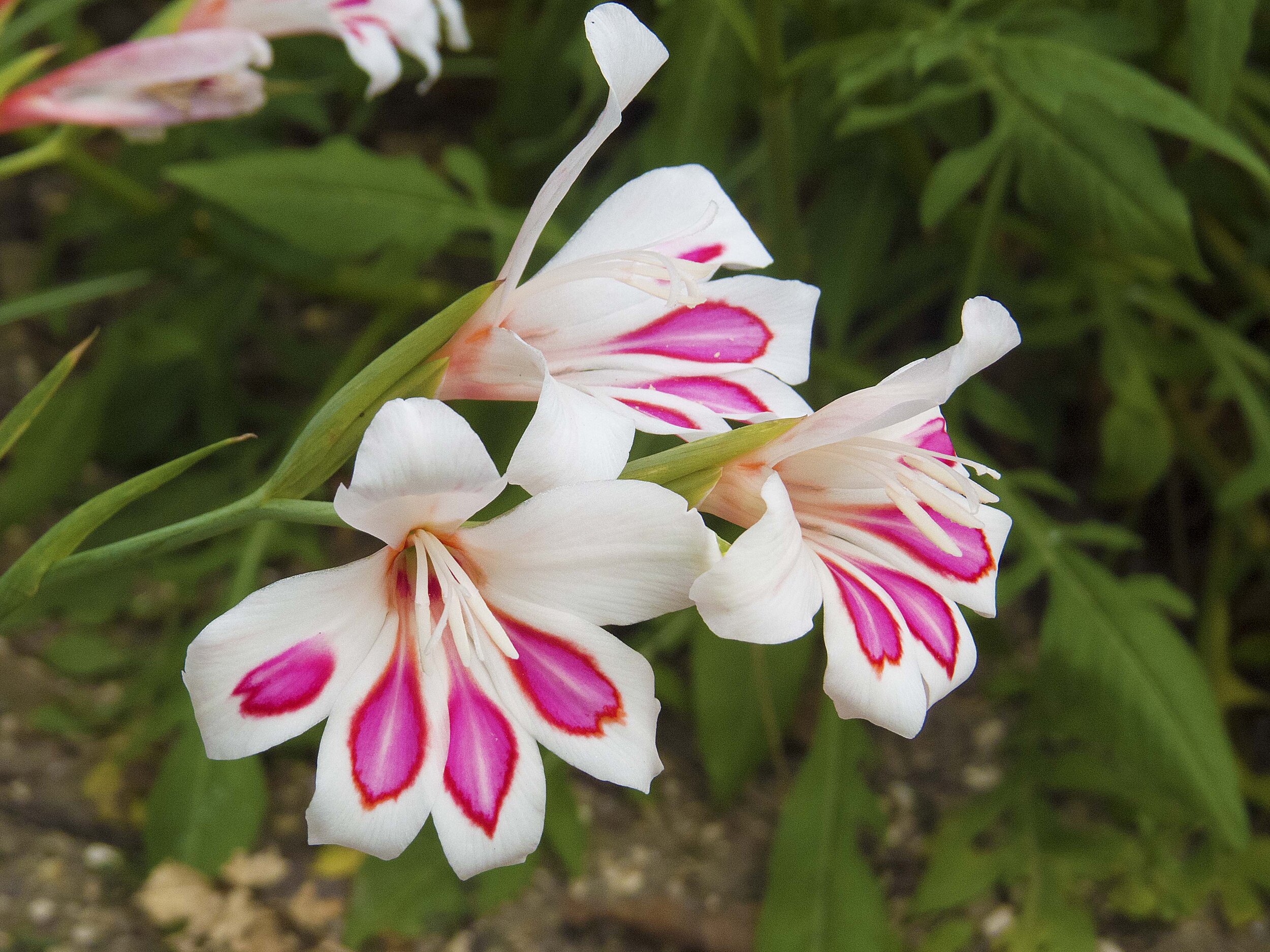 What's Looking Good — Friends of the Botanical Gardens Sheffield