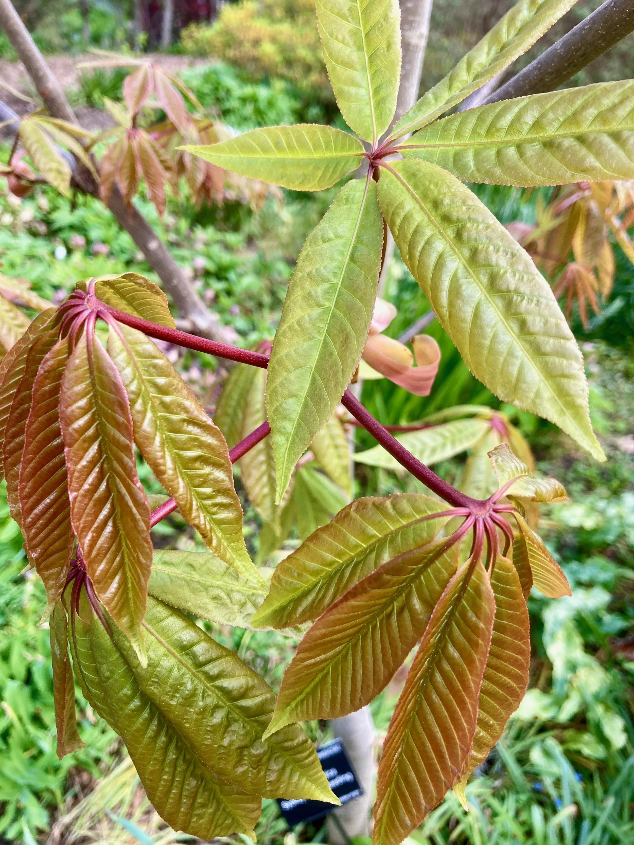  Aesculus indica  'Sydney Pearce' seedling, top of AGM borders, April 2026, Jill Sinclair
