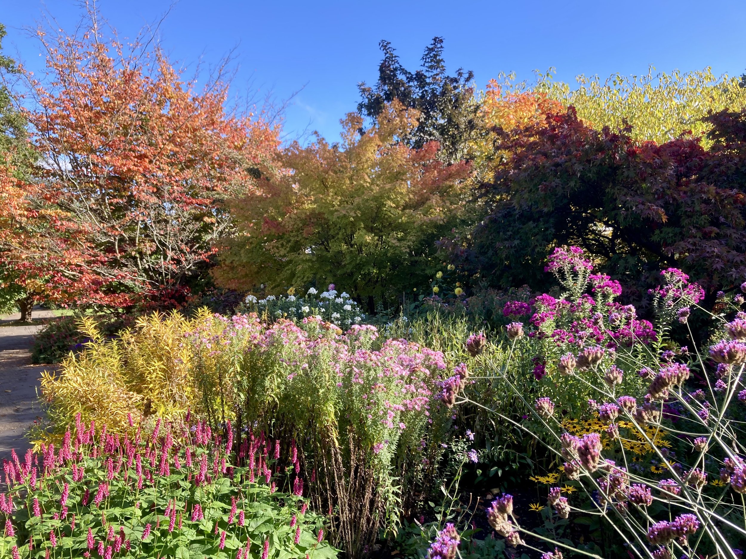 Autumn in the Four Seasons Garden, October 2026, by Jill Sinclair
