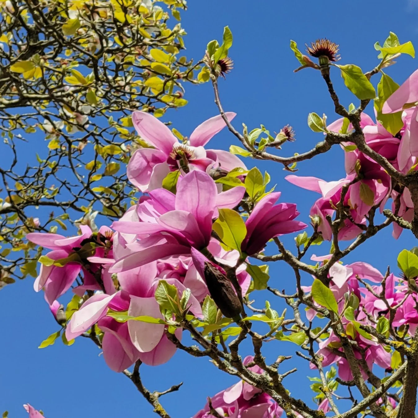 Magnolia near the Rose Garden, April 2026 by Nicki D