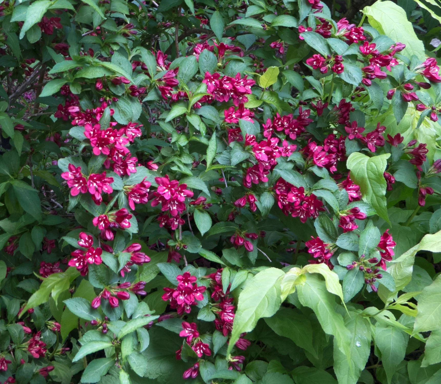Weigela cultivars group 2 — Friends of the Botanical Gardens Sheffield