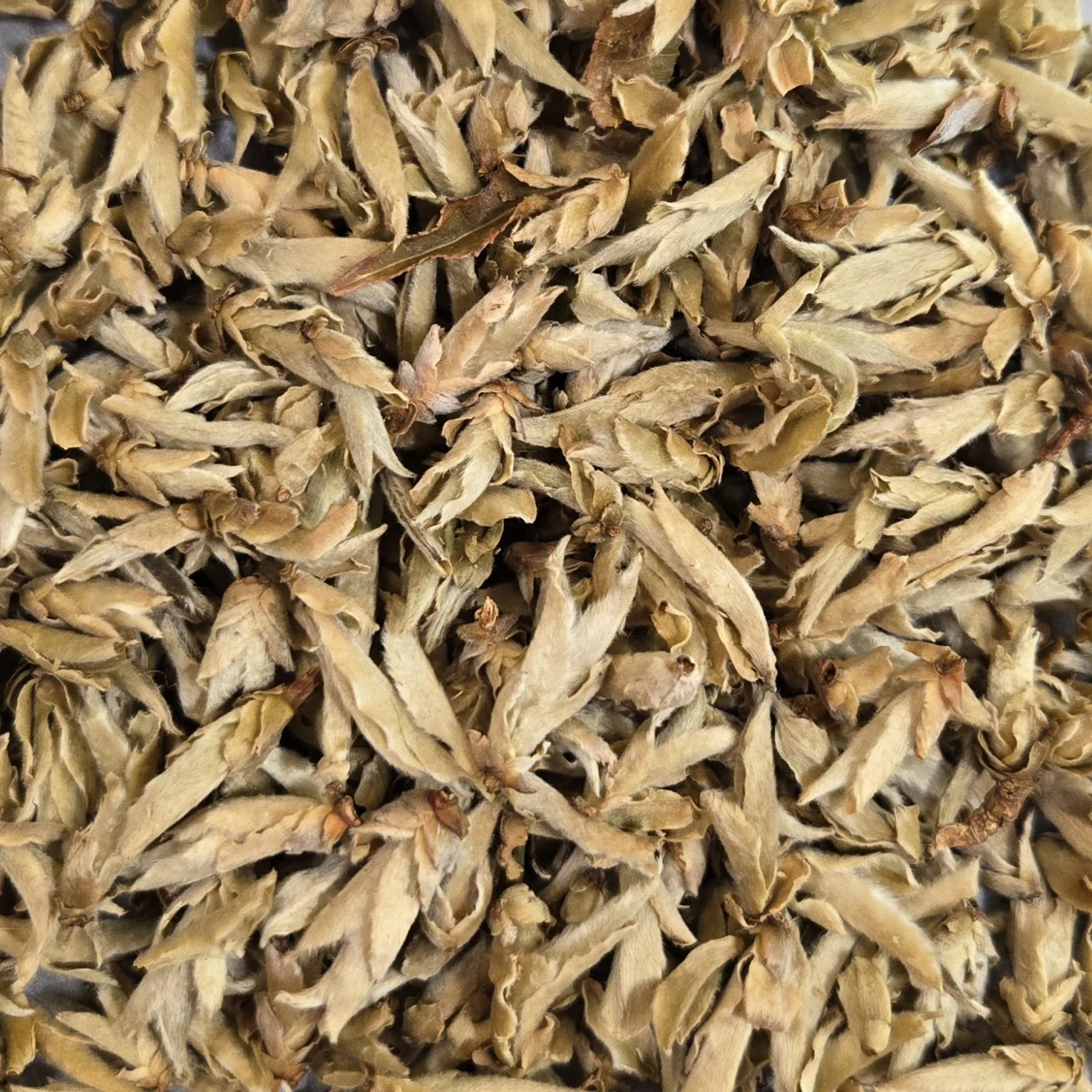 Wild Bud White (Bai Ya Bao)