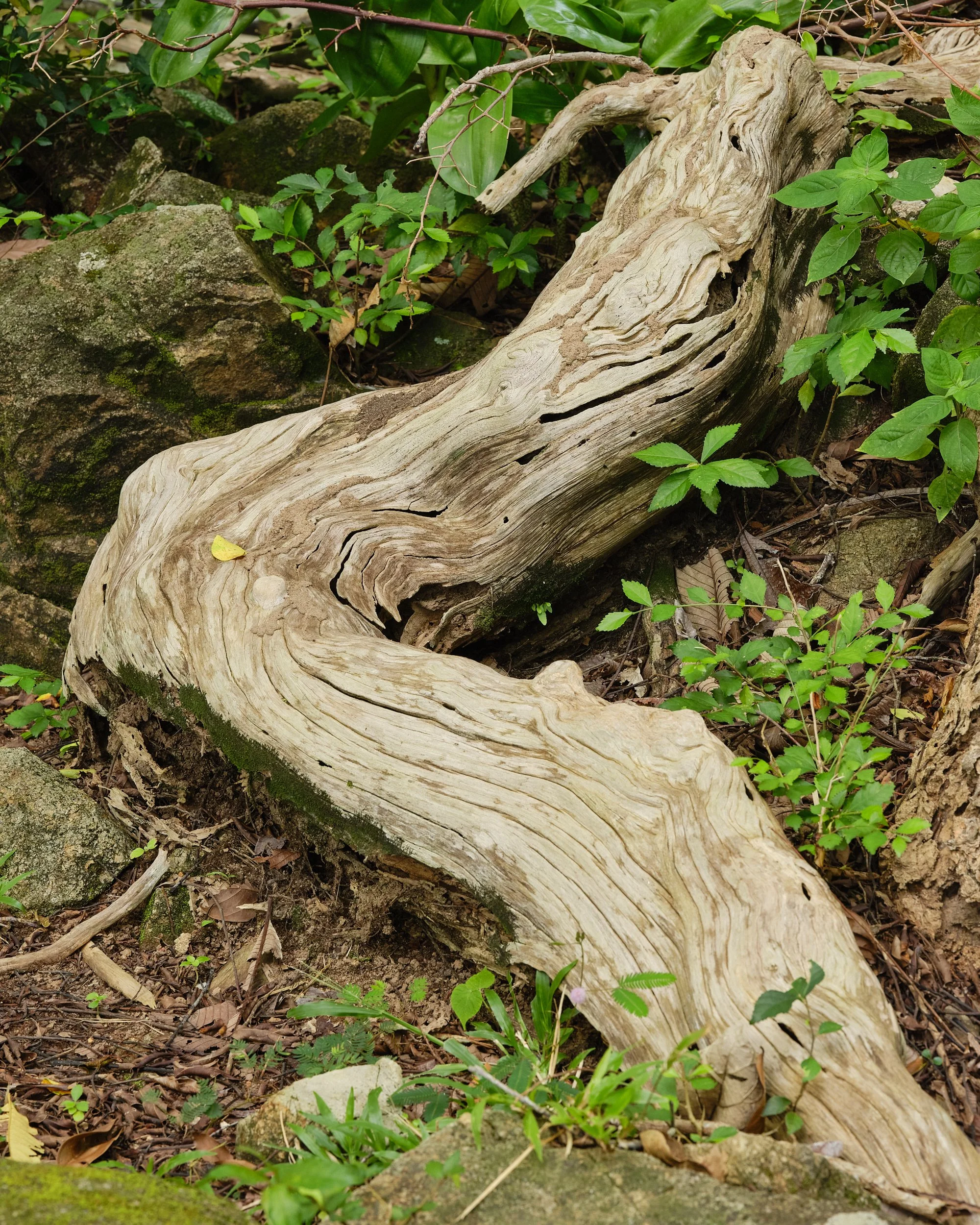 Thailand_20250819_0196110.0 mm98.jpg