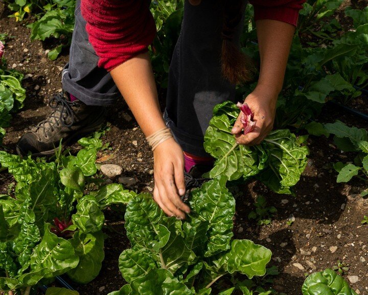 Join our crew!​​​​​​​​
Each year, Stonewood Farm hires an aspiring farmer to spend the growing season with us to learn about organic, sustainable, small-scale farming. Through our Regional Food and Farming Apprenticeship Program, now in its third sea