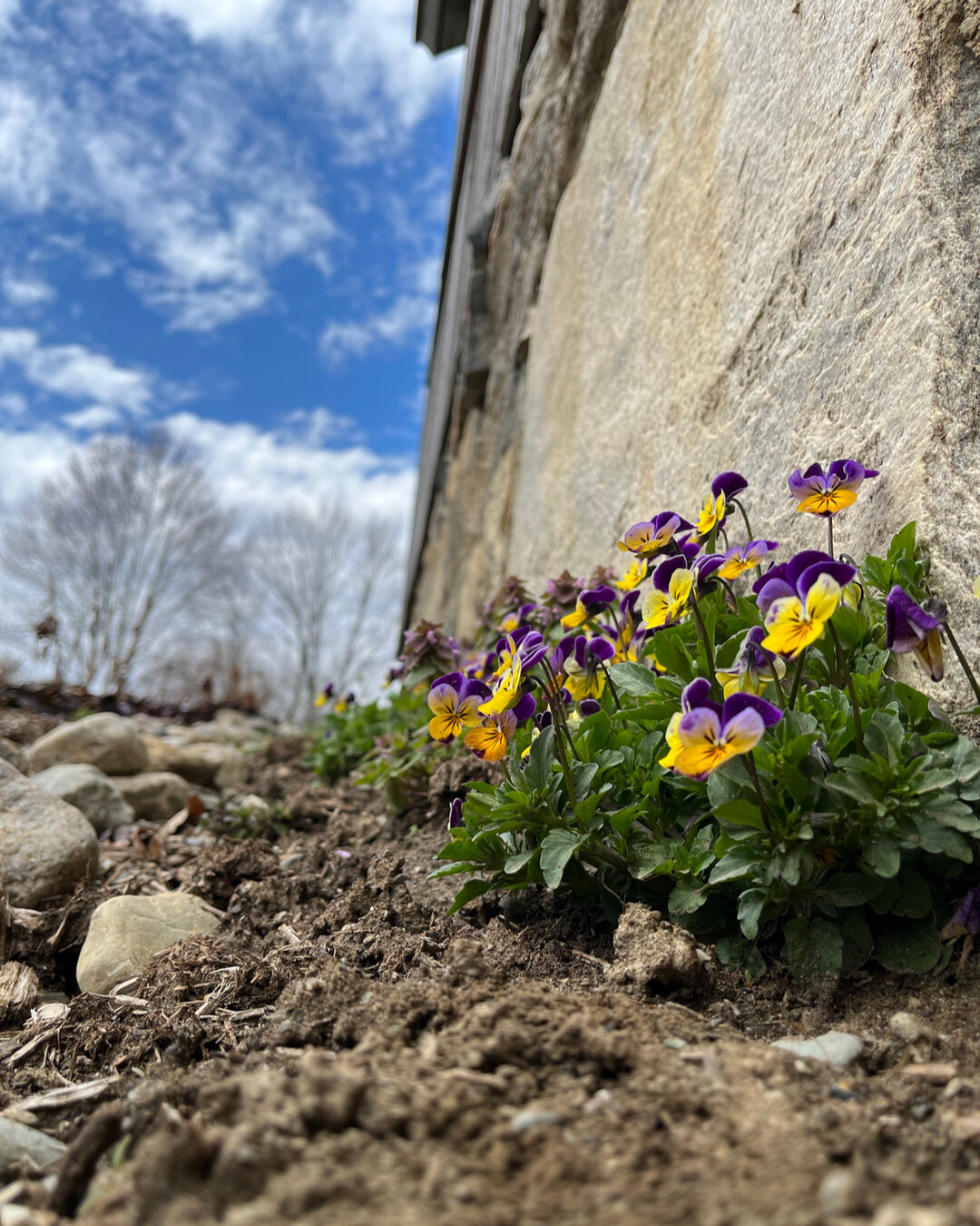 Spring finds a way.⠀⠀⠀⠀⠀⠀⠀⠀⠀
⠀⠀⠀⠀⠀⠀⠀⠀⠀
In the language of flowers, violas - also known as wild pansies or johnny-jump ups - are a symbol of love and thoughtfulness by their telltale petals. A purple viola is a sign of wisdom and dignity, the white of