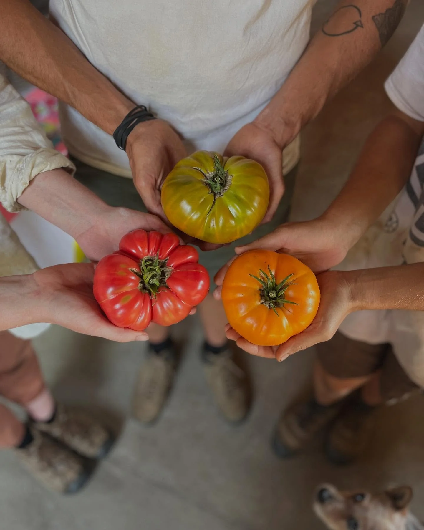 Tomatoes, a love story. 

Our farm team has cultivated a wide array of heirlooms, cherries, slicers, and paste tomatoes this season. Their harvest has been especially fruitful this year and, despite the cooler temperatures, we should have tomatoes fo