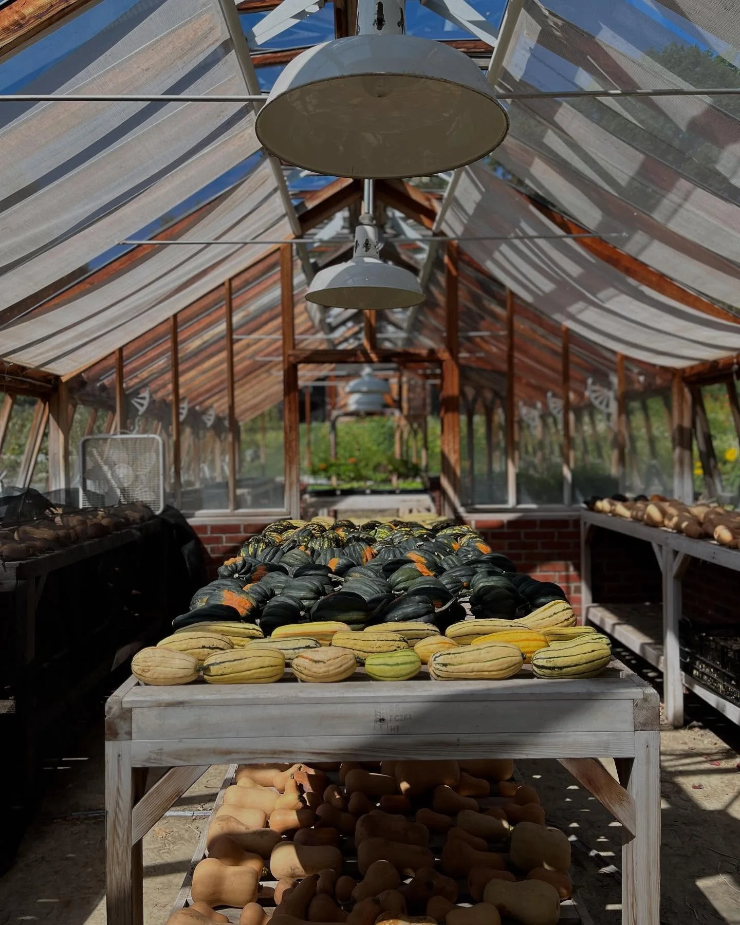 The fields are quieter now, but the harvest carries on. Our winter squash is in, gathered by hand, polished by volunteers  and now curing, slowly deepening in sweetness and strength.

This is how fall begins at Stonewood Farm: with heavy skies, cooli