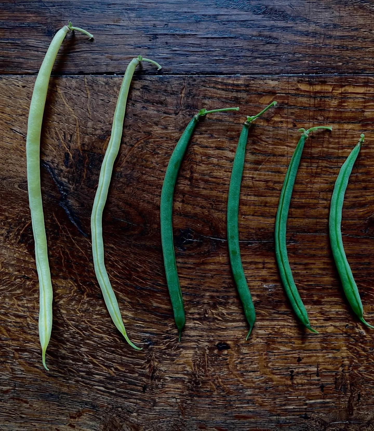 It may be almost October, but the Market Garden is still full of life. The green and yellow wax beans are thriving in tall, tangled rows that keep surprising us with their abundance. ⁣ 

Take a walk with us through the bean rows and see one of the qu