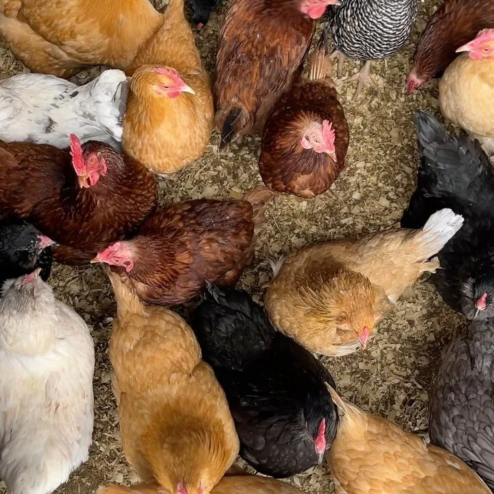 Hens for Sale! We&rsquo;re making room for our new flock arriving in January, which means our beautiful 2-year-old laying hens are looking for new homes.

While they&rsquo;re past peak laying, these girls will still give you eggs for years to come, a