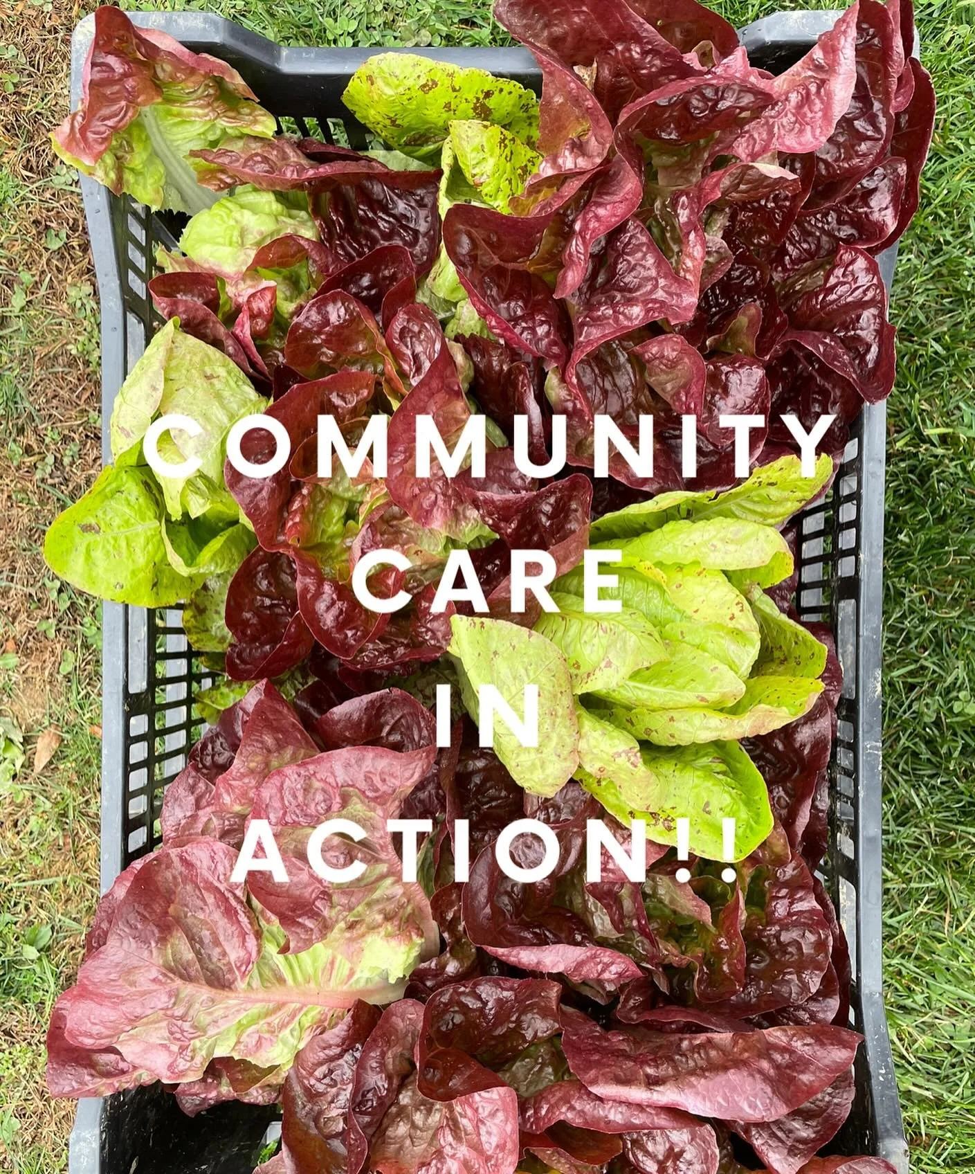 COMMUNITY CARE IN ACTION

As changes to federal food assistance programs (SNAP, WIC, and others) threaten to leave many without reliable access to food, Stonewood Farm is rallying for our local community.

Now, more than ever, local efforts matter.
 