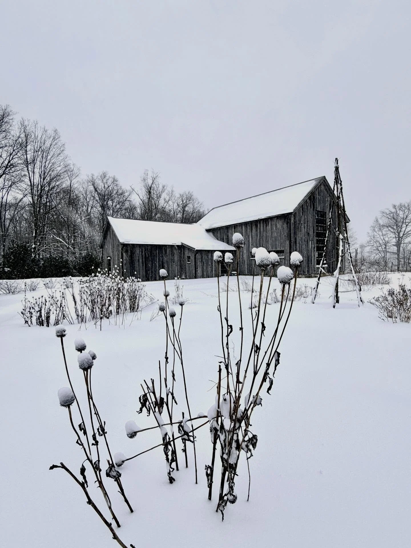 The Cookhouse in her winter whites.

#stonewoodfarm #nonprofitfarm #winter #winterinterest