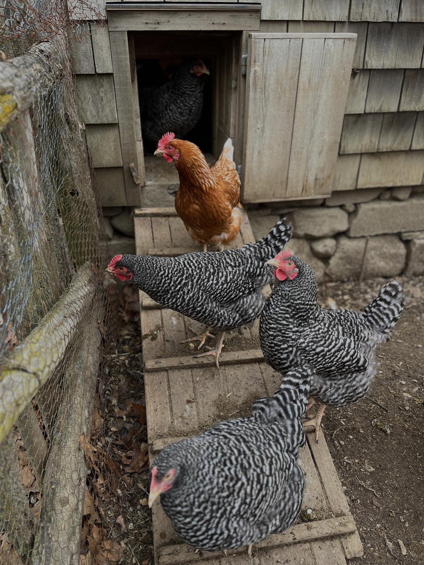 This weather&rsquo;s got a mind of its own, cold one day, talk of snow the next, like winter isn&rsquo;t quite ready to let go.

Still, our new hens have settled in and gotten right to work, bringing us the first eggs of the season. They&rsquo;re sma