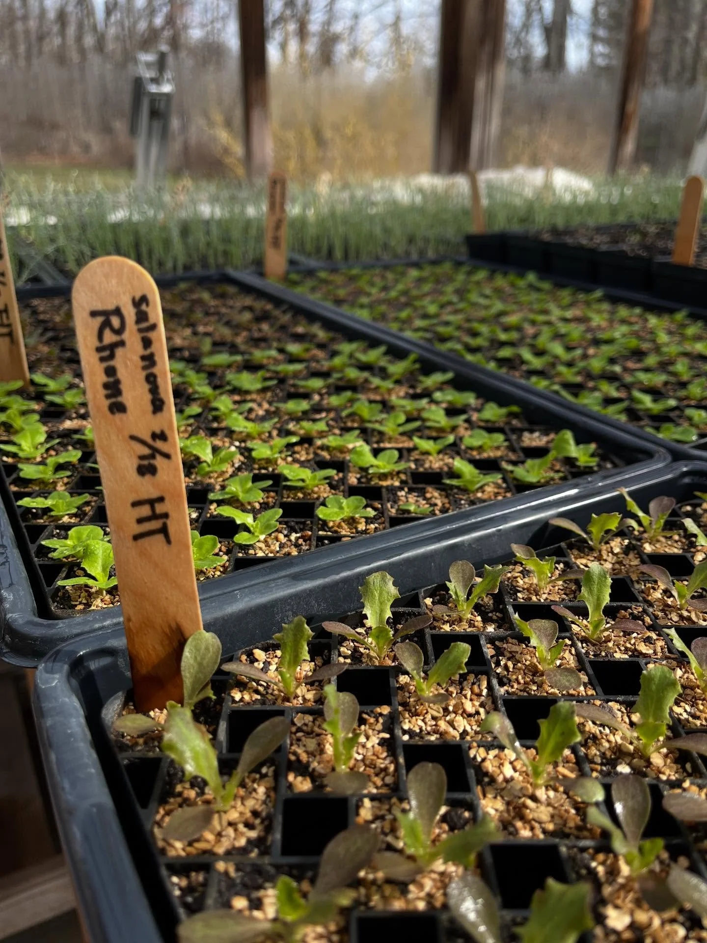 Weather be damned, we&rsquo;re moving on. If March isn&rsquo;t planning on going out like a lamb, we&rsquo;re bringing the lion into April by announcing our annual plant sale.

Our annual plant sale is a day we look forward to all year. It marks the 