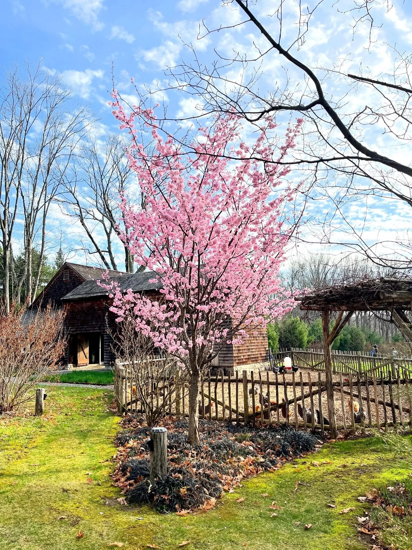 Spring&rsquo;s done sprung! 

#spring #nonprofitfarm #blooming #hudsonvalley #millbrookny