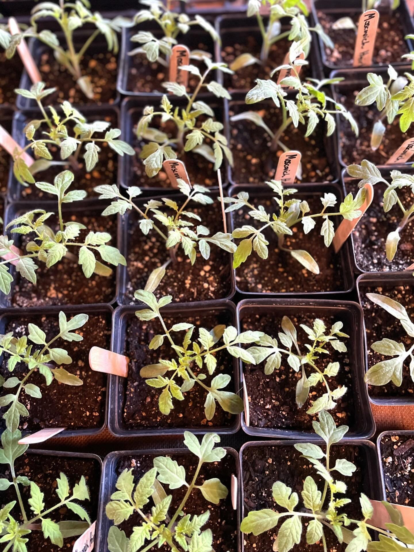 We are just over a week away from our annual Starter Plant Sale on Saturday, May 2 from 9 am to 1 pm. It&rsquo;s one of our favorite days of the year. Come wander the Market Garden, take in the spring air, and head home with thriving plants.

This ye