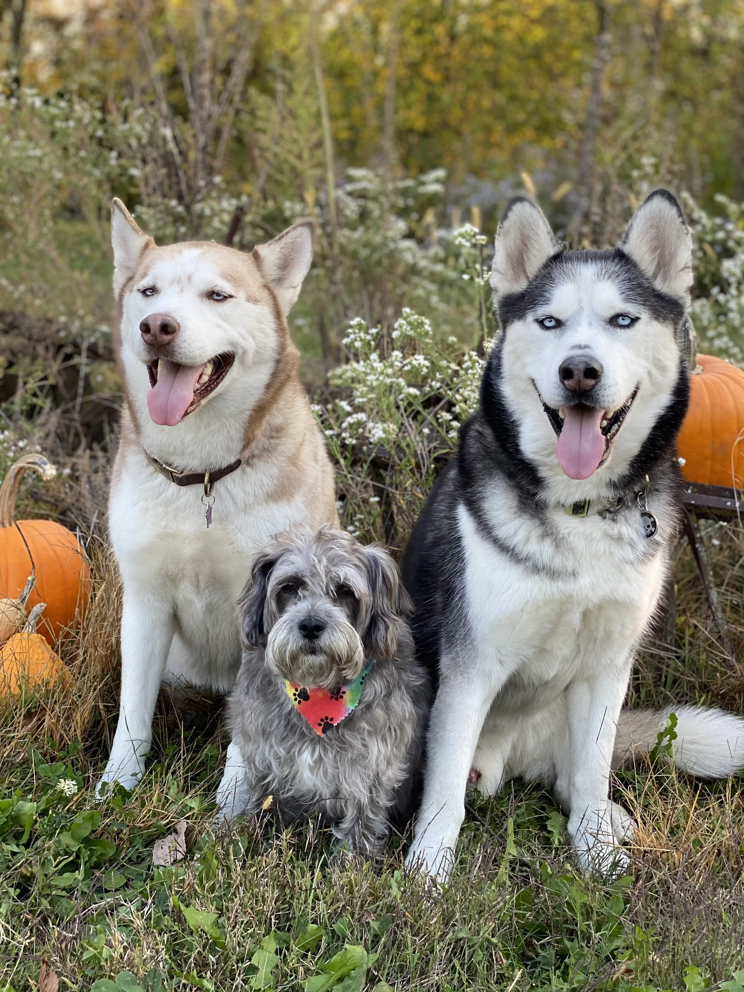 Nami, Toby, & Luffy - original