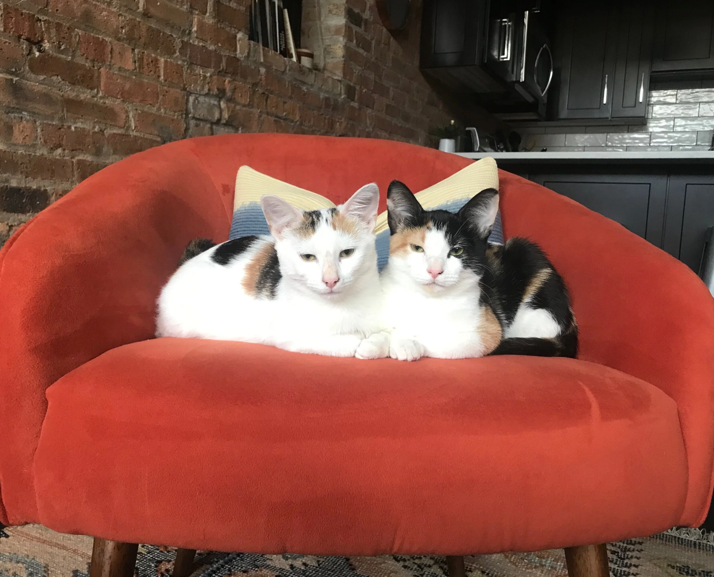 Juno & Murphy - original