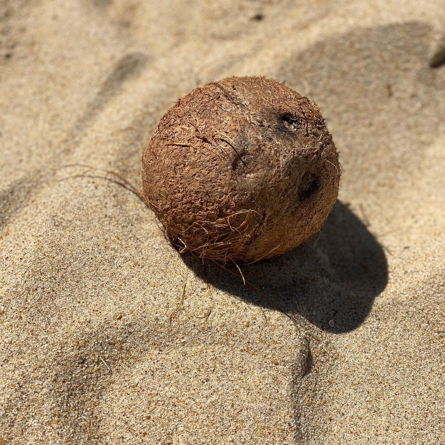 Wilson? #castaway #vabeach coconuts 🥥