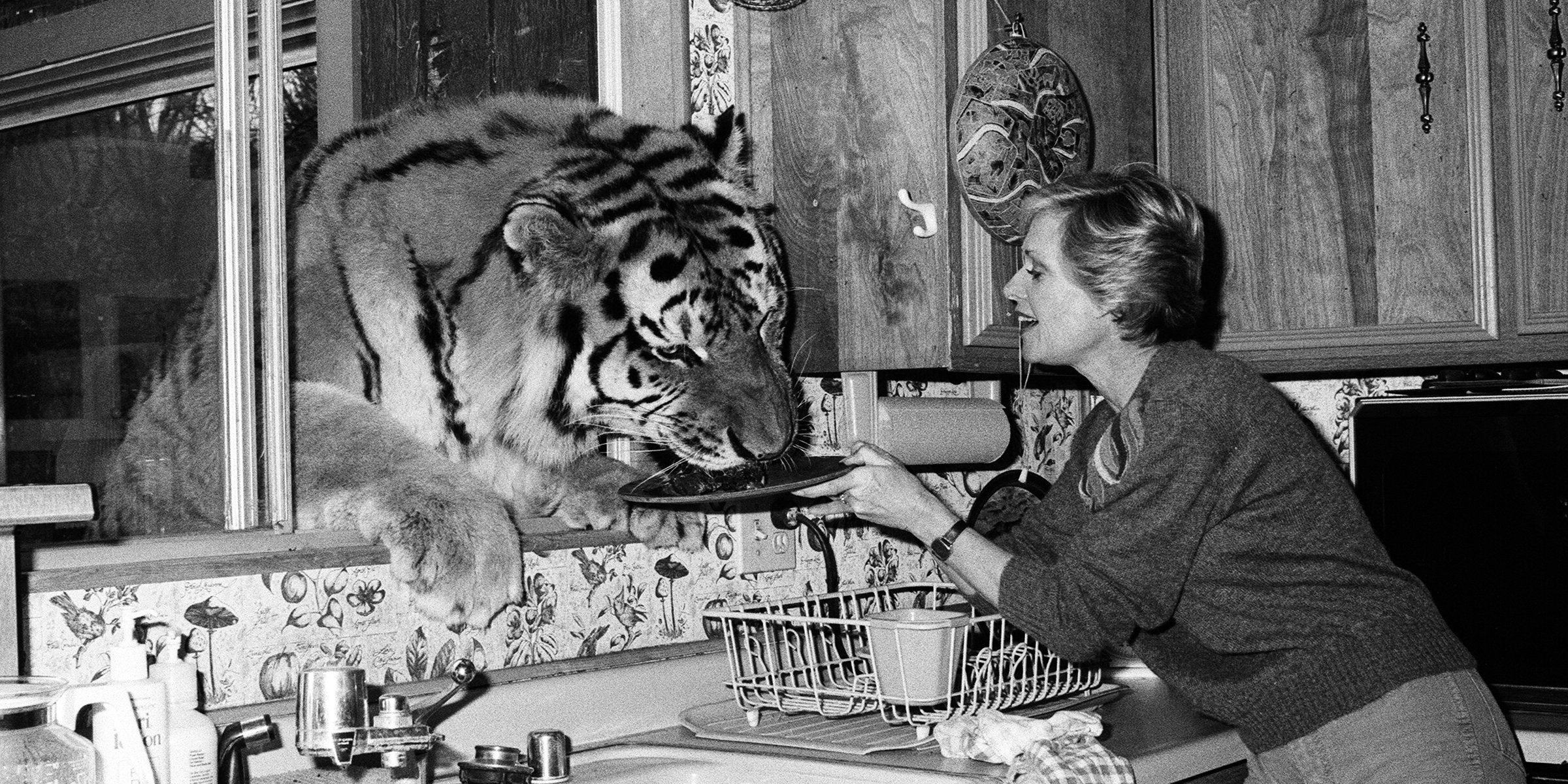 tippi-hendren-lion-today-main-200524-06.jpeg